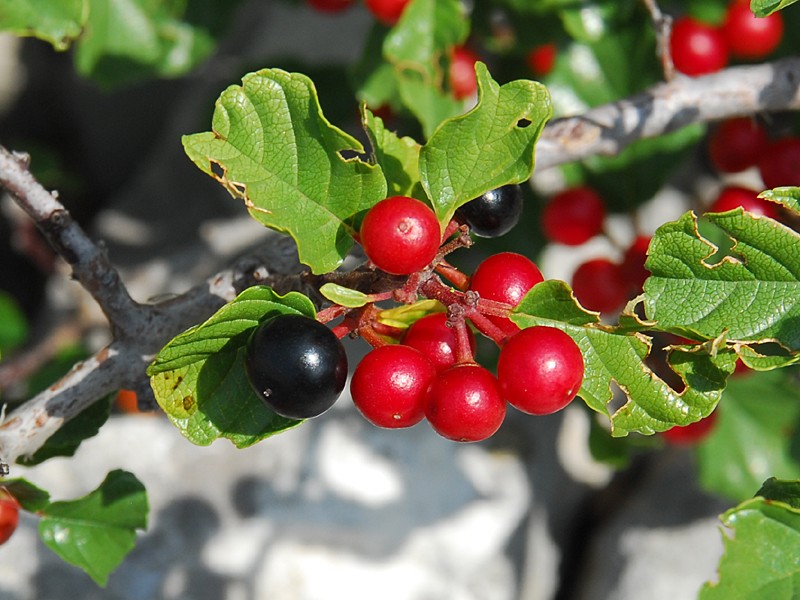 Frangula rupestris